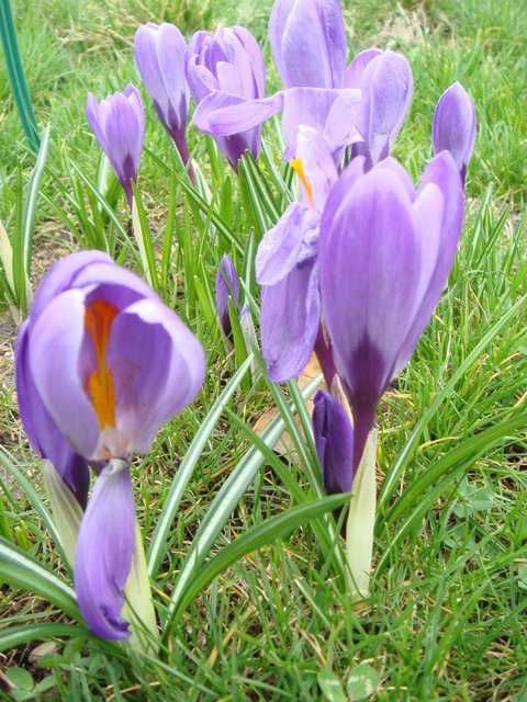 Crocus vernus 'Remembrance' fleur pergola